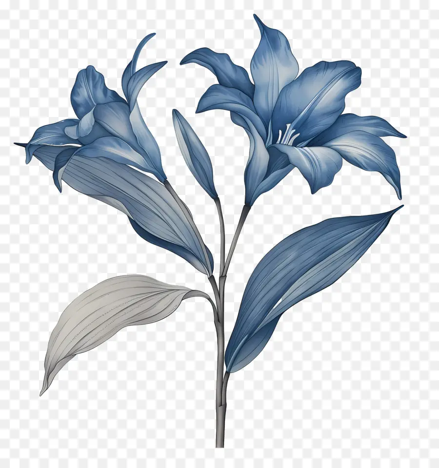 Caule De Lírio，Flor Azul PNG