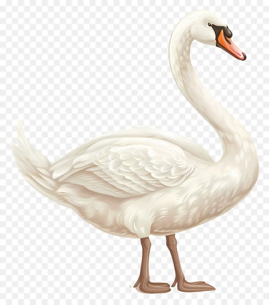 Cisne Branco，Cisne PNG