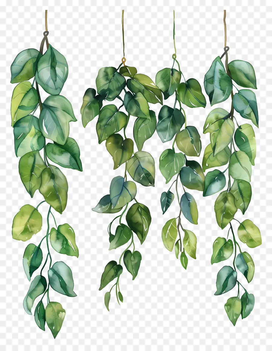 Folhagem Aquarela，Plantas Penduradas PNG