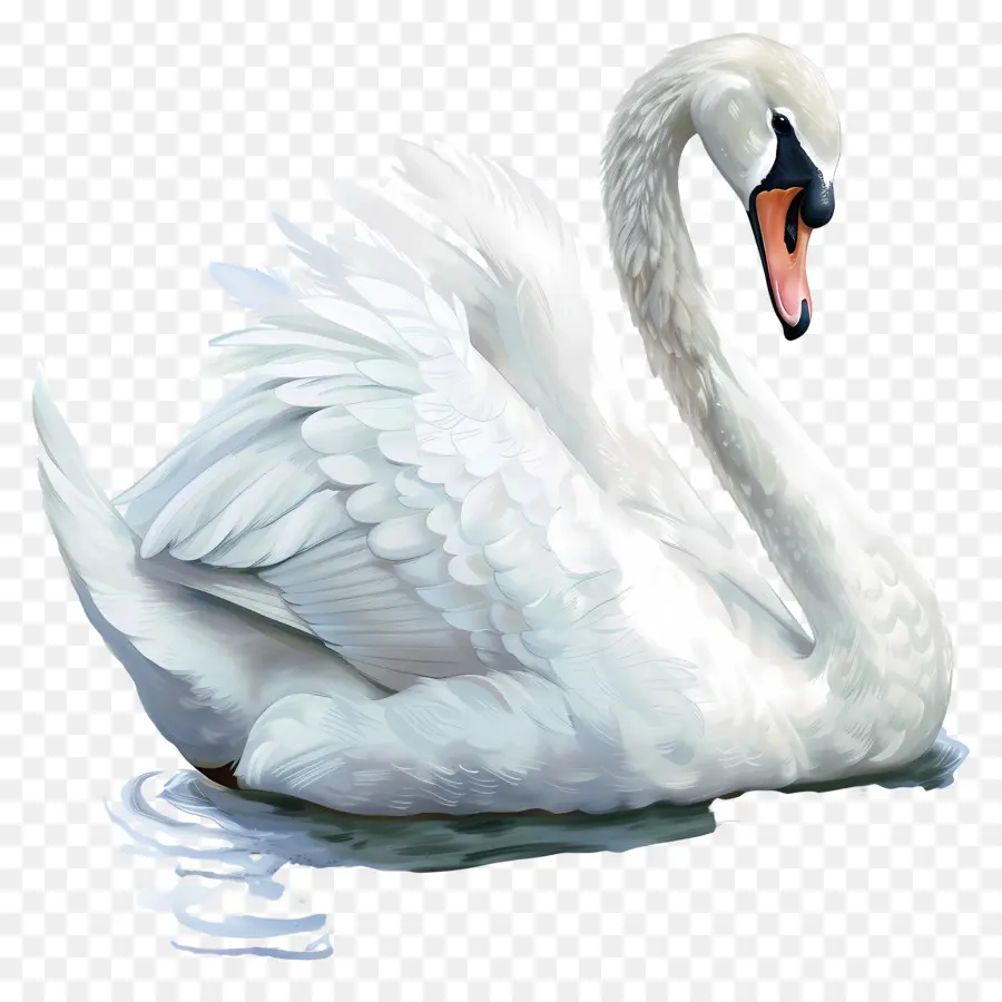 Cisne Branco，Água PNG