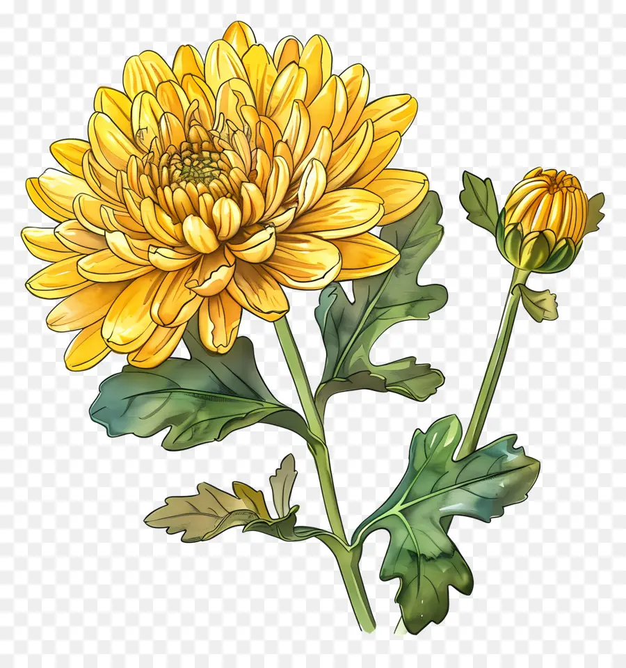 Crisântemo Amarelo，Flor Amarela PNG