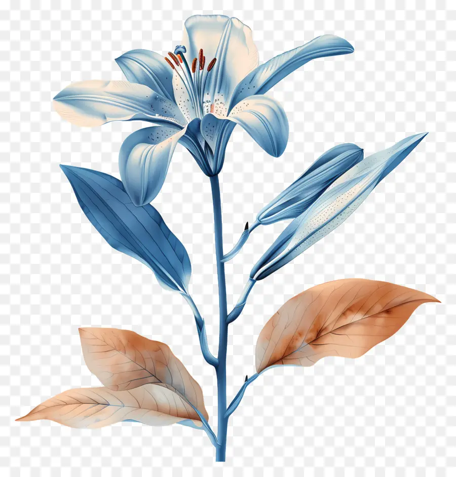 Caule De Lírio，Flor Azul PNG