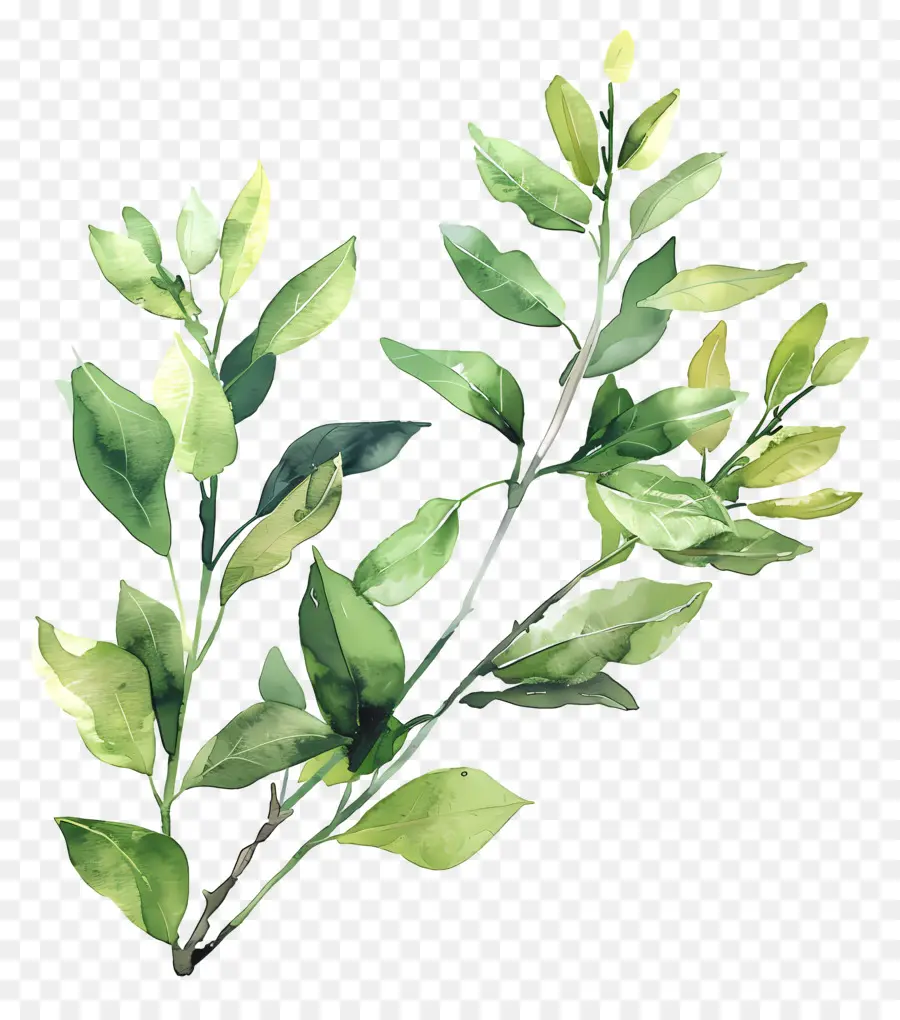 Folhagem Aquarela，Folhas Verdes PNG