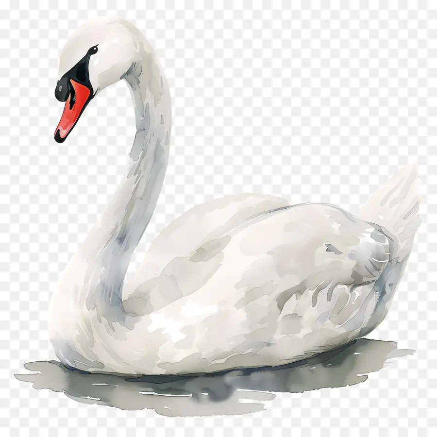 Cisne Branco，Cisne PNG