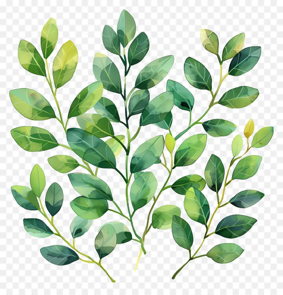 Folhagem Aquarela，Folhas Verdes PNG