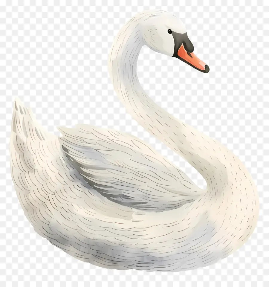 Cisne Branco，Ilustração De Cisne PNG