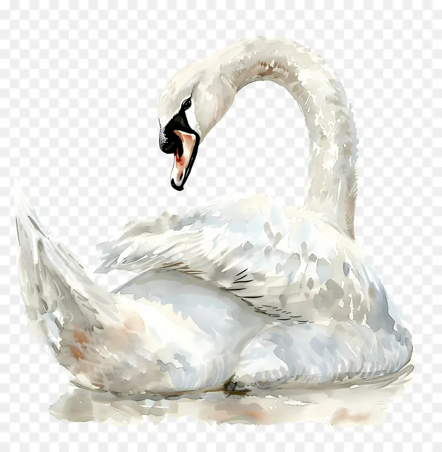 Cisne Branco，Água PNG