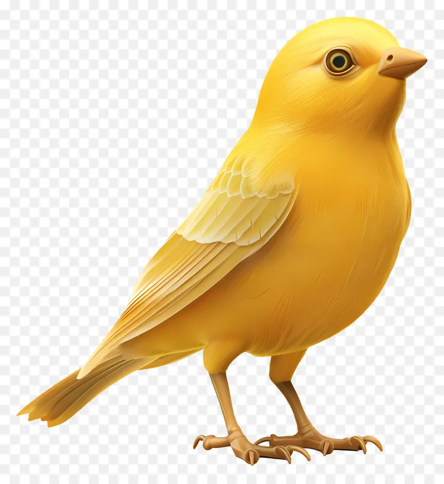 Pássaro Amarelo，Pássaro PNG