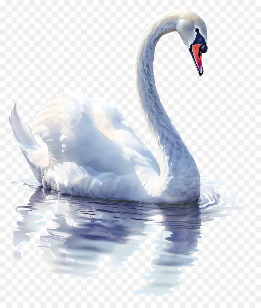 Cisne Branco，Pássaro PNG