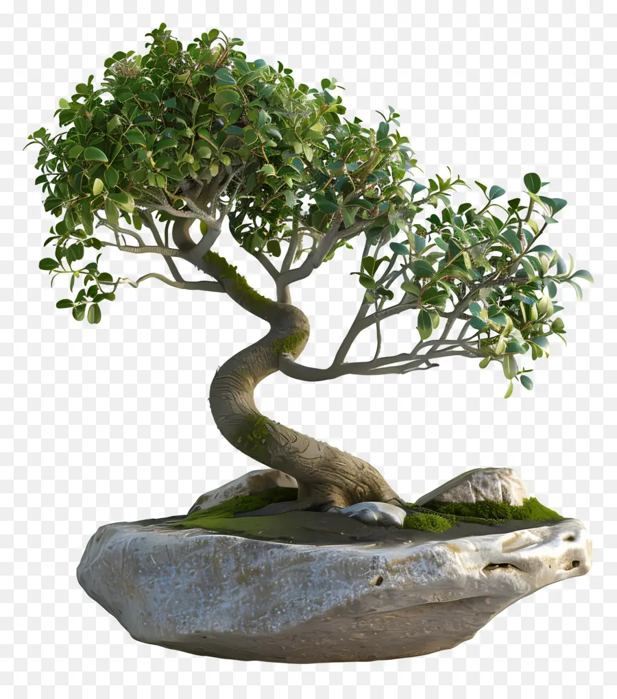 Ficus Bonsai，Árvore Bonsai PNG