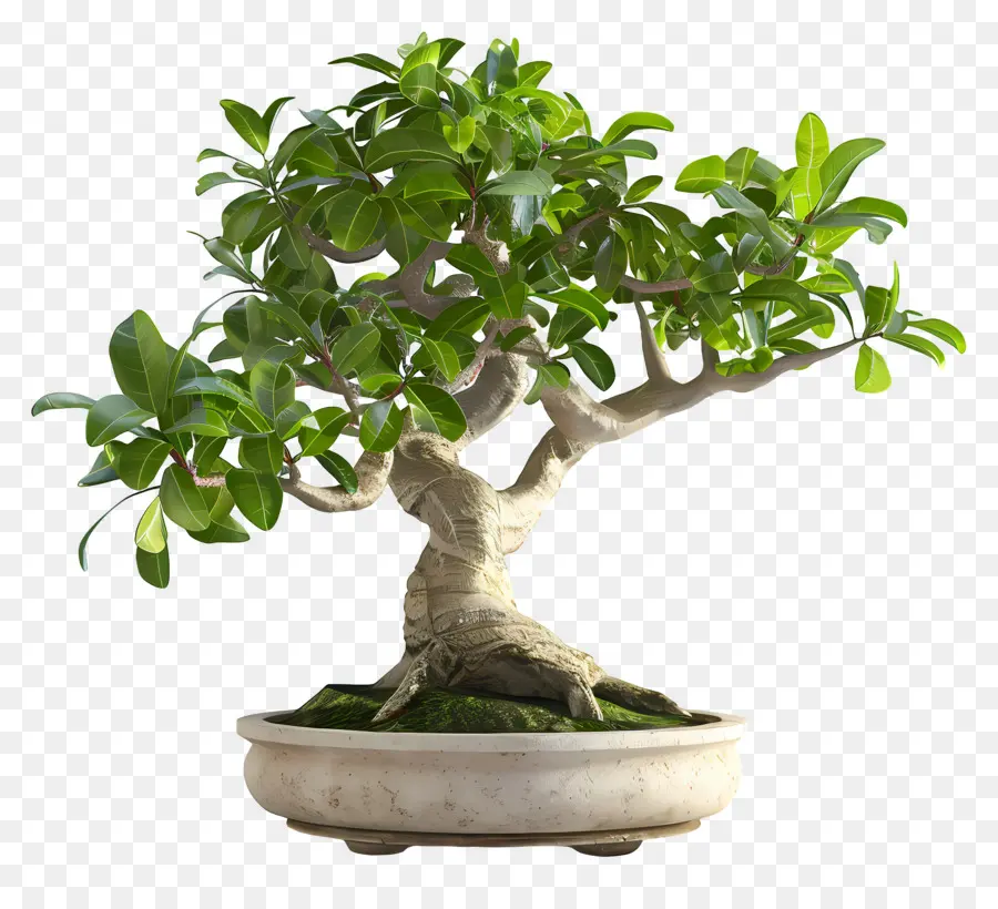 Ficus Bonsai，Árvore Bonsai PNG