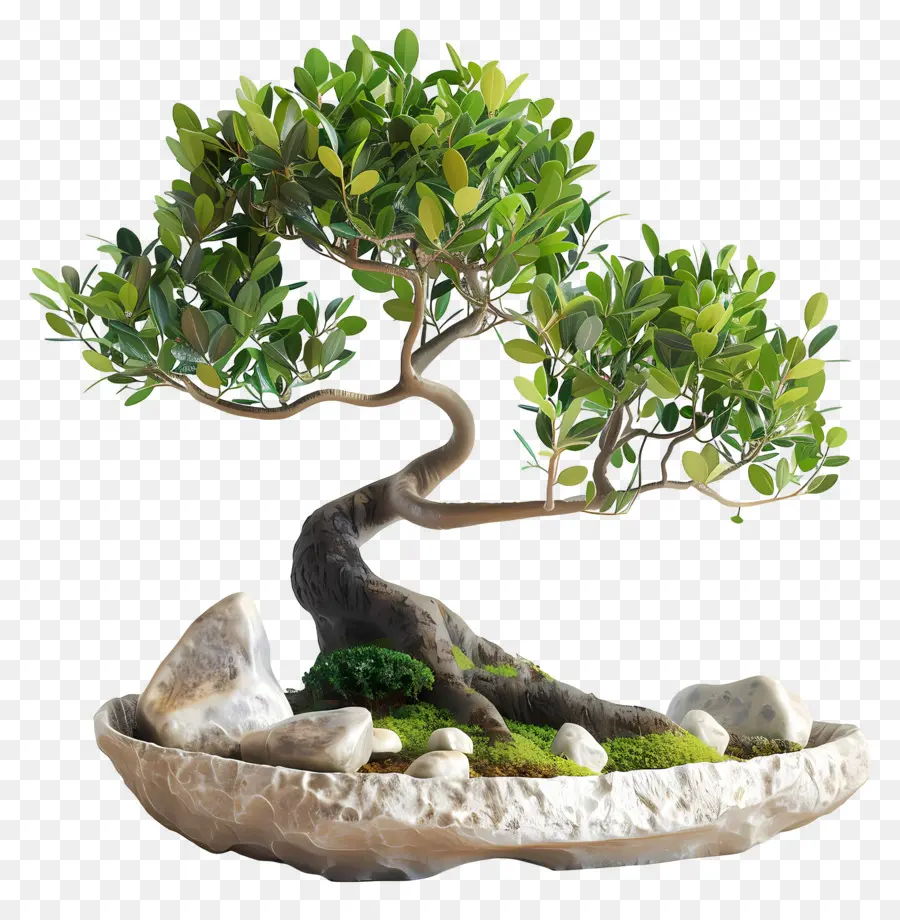 Ficus Bonsai，Árvore Bonsai PNG