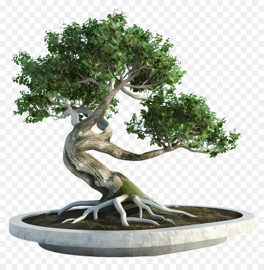 Pohon Bonsai，Árvore Bonsai PNG