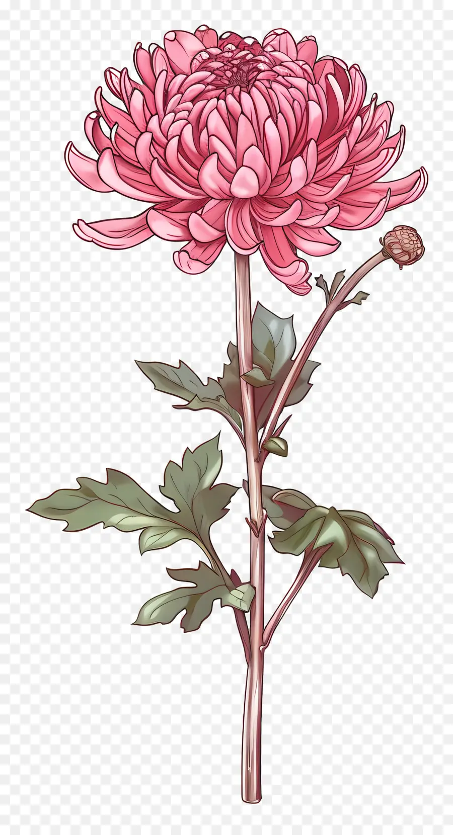 Crisântemo Rosa，Flor Vermelha PNG