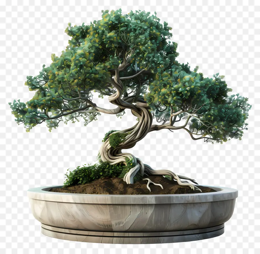 Pohon Bonsai，Árvore Bonsai PNG