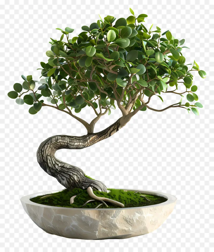 Ficus Bonsai，Árvore Bonsai PNG