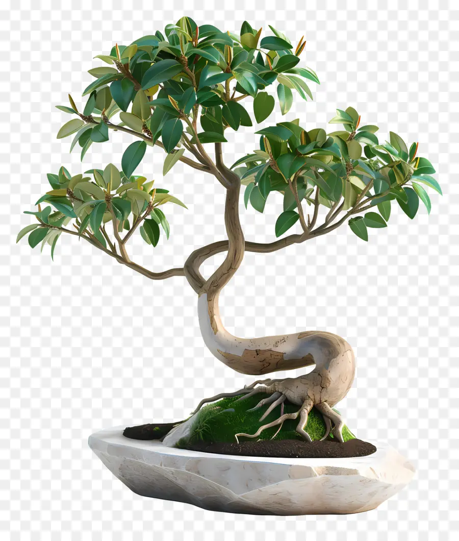 Ficus Bonsai，Árvore Bonsai PNG