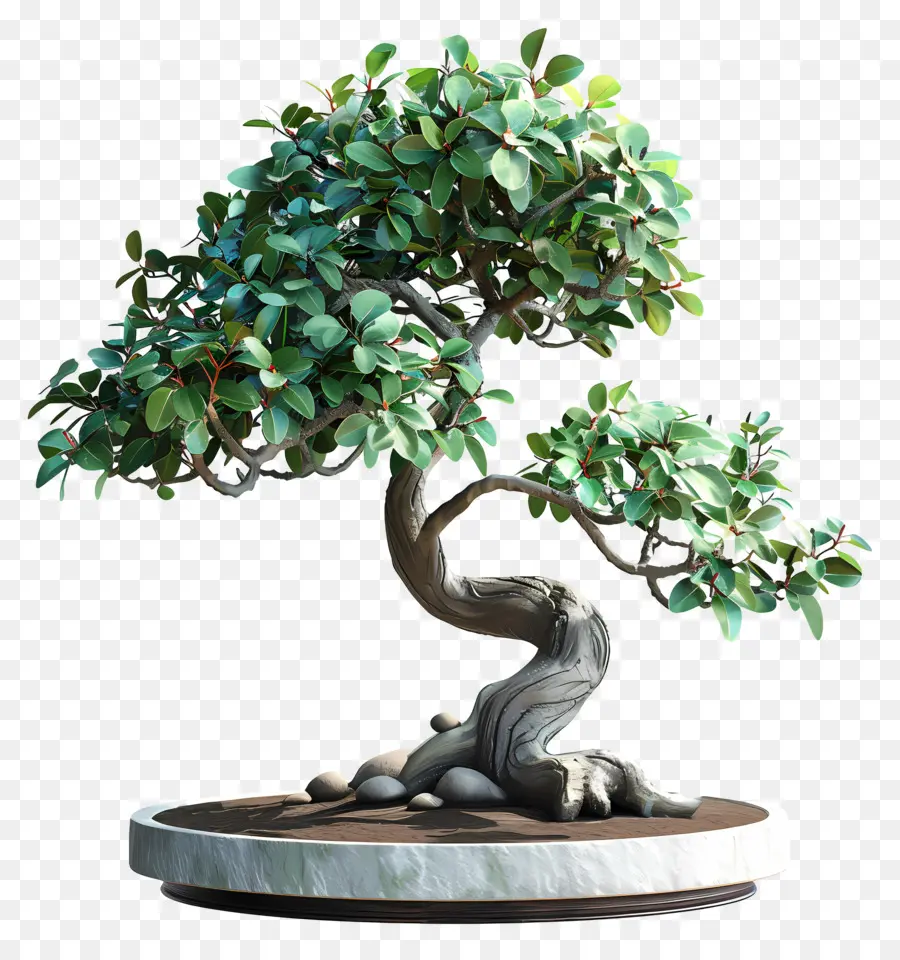 Ficus Bonsai，Árvore Bonsai PNG