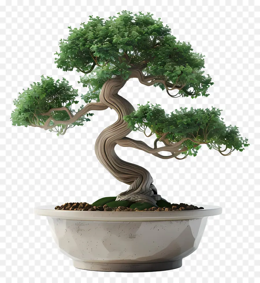 Pohon Bonsai，Árvore Bonsai PNG