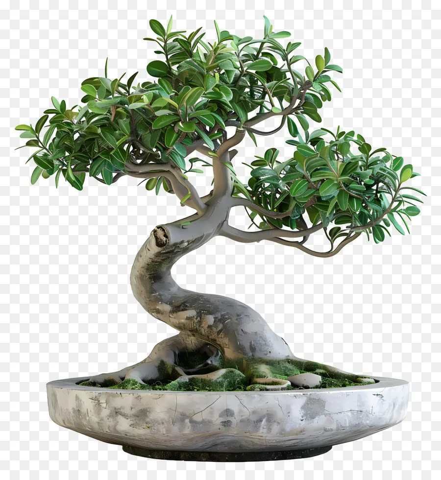 Ficus Bonsai，Árvore Bonsai PNG