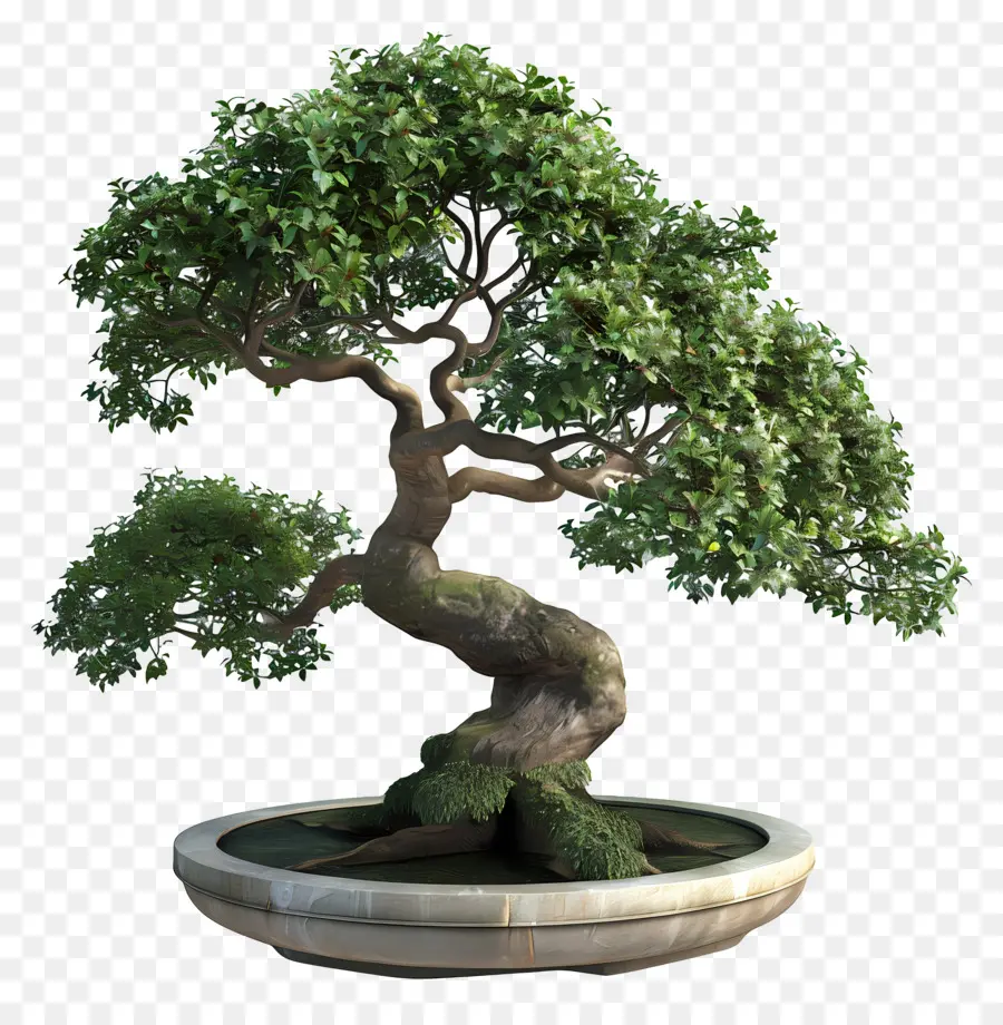 Pohon Bonsai，Árvore Bonsai PNG