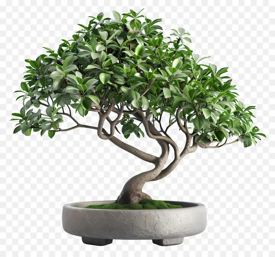 Ficus Bonsai，Planta Em Vaso PNG