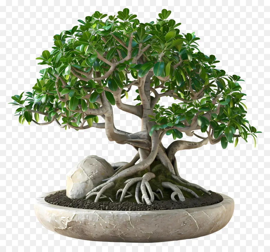 Ficus Bonsai，Árvore Bonsai PNG