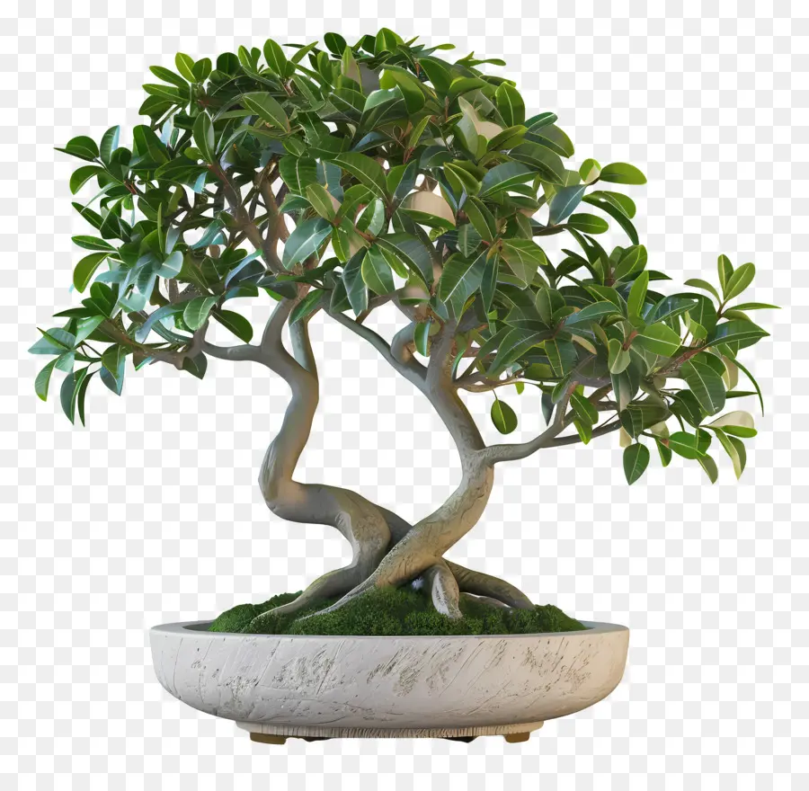 Ficus Bonsai，Árvore Bonsai PNG