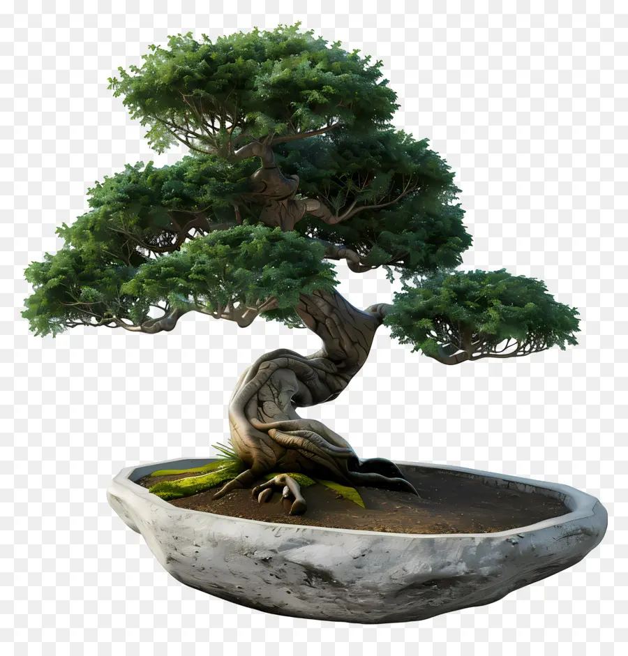 Pohon Bonsai，Árvore Bonsai PNG