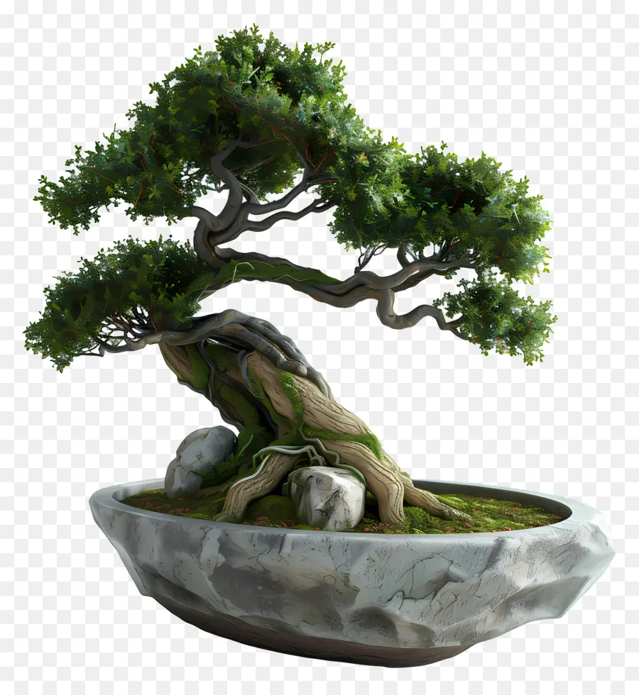 Pohon Bonsai，Árvore Bonsai PNG