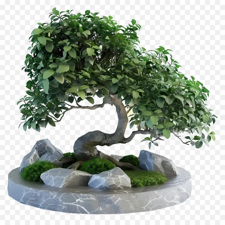 Ficus Bonsai，Árvore Bonsai PNG