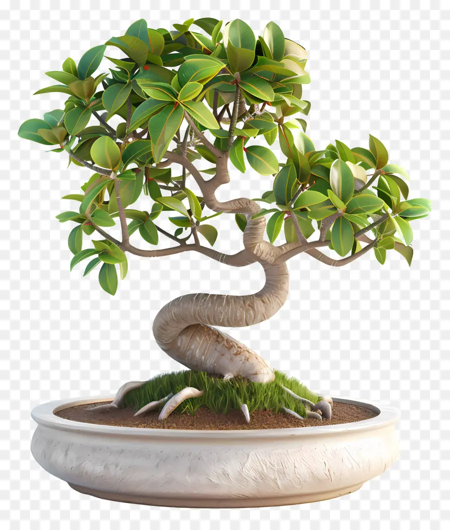 Ficus Bonsai，Árvore Bonsai PNG