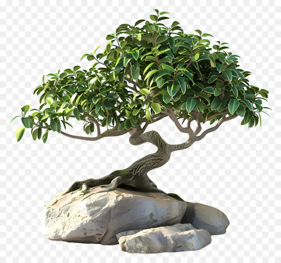 Ficus Bonsai，Árvore Bonsai PNG