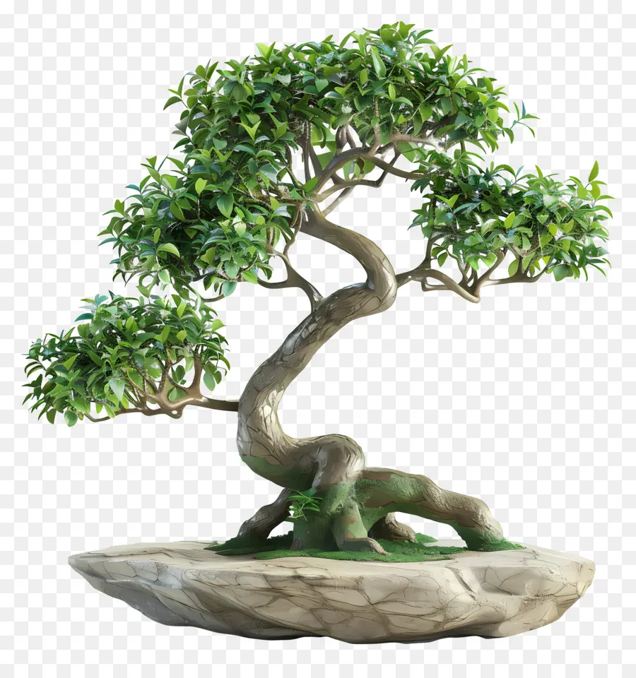 Ficus Bonsai，Árvore Bonsai PNG