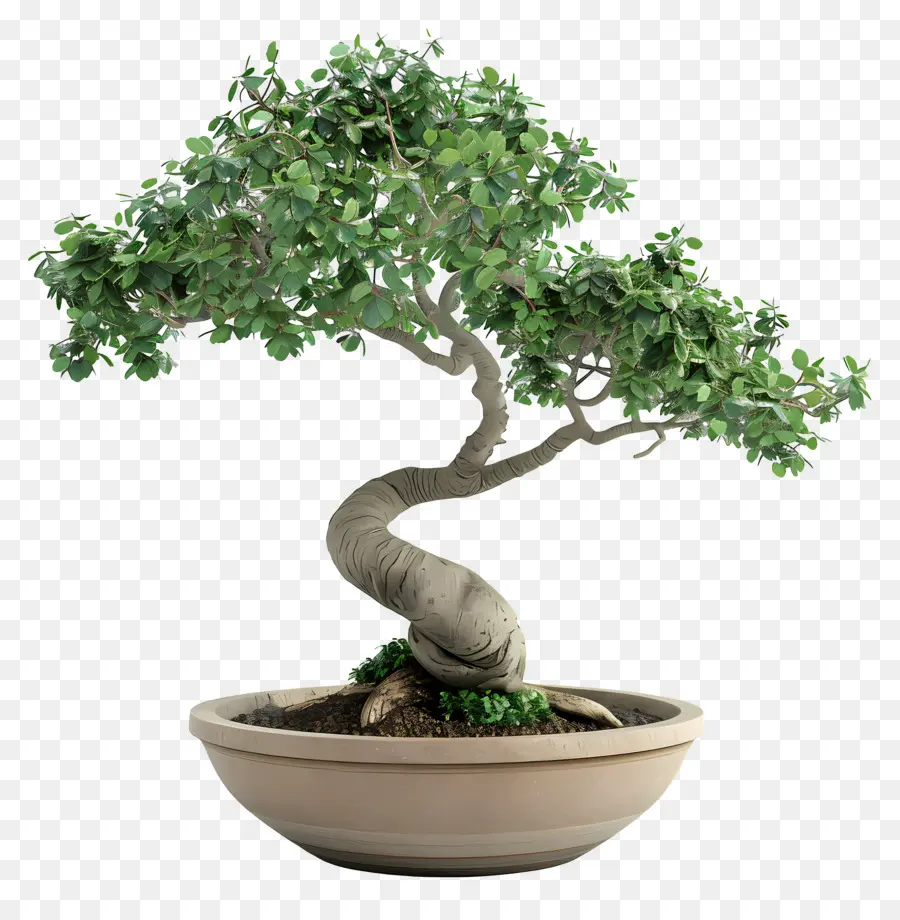 Pohon Bonsai，Árvore Bonsai PNG