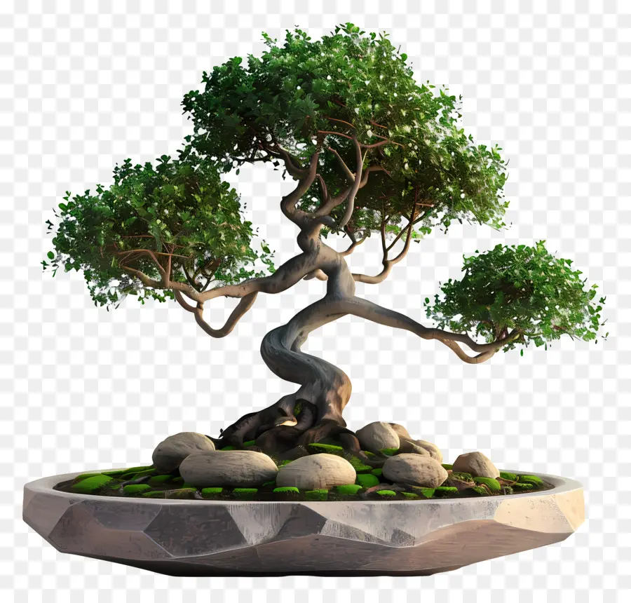 Pohon Bonsai，Árvore Bonsai PNG