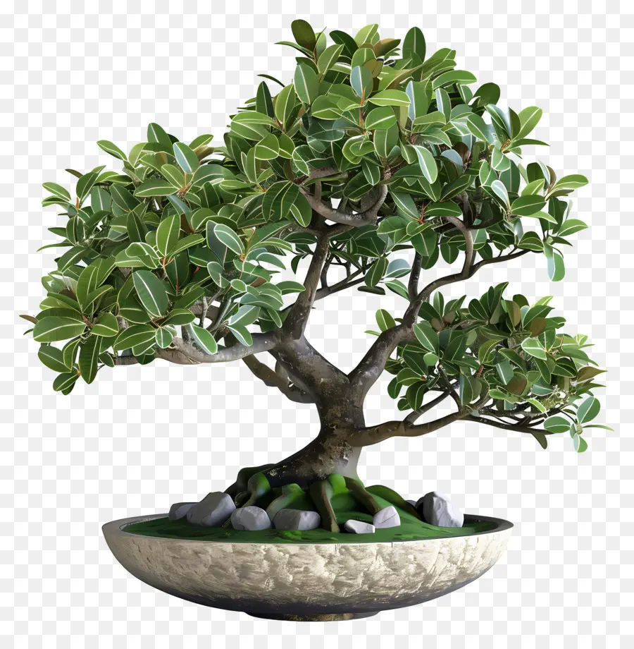 Ficus Bonsai，Árvore Bonsai PNG