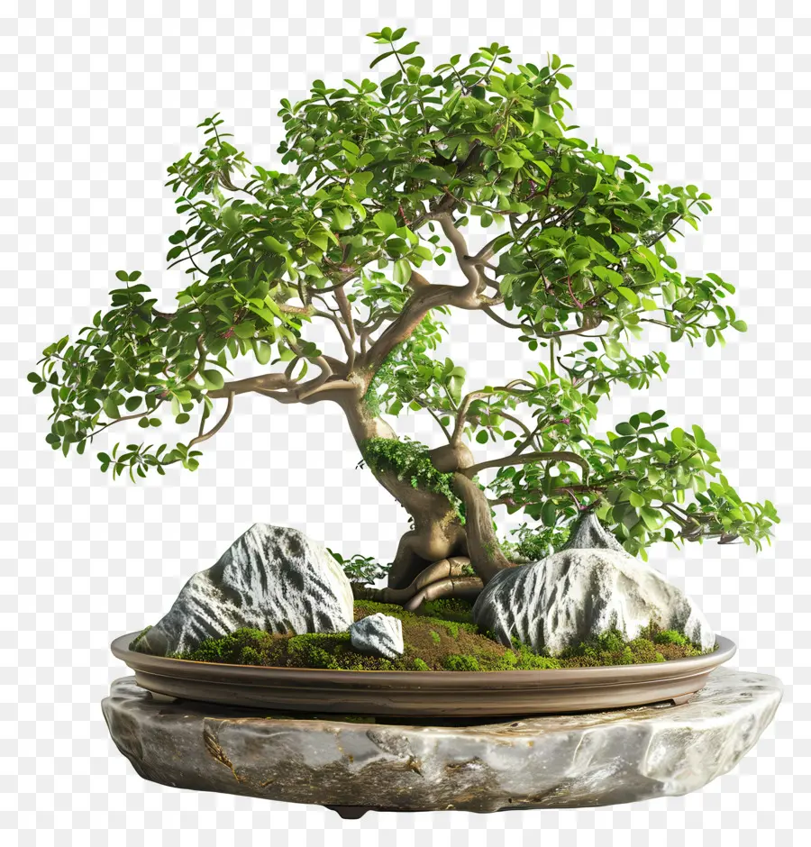 Ficus Bonsai，Árvore Bonsai PNG