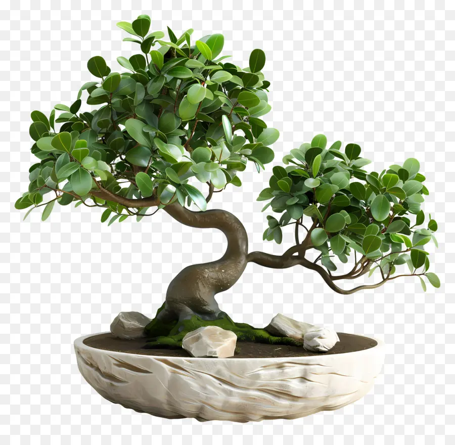 Ficus Bonsai，Árvore Bonsai PNG