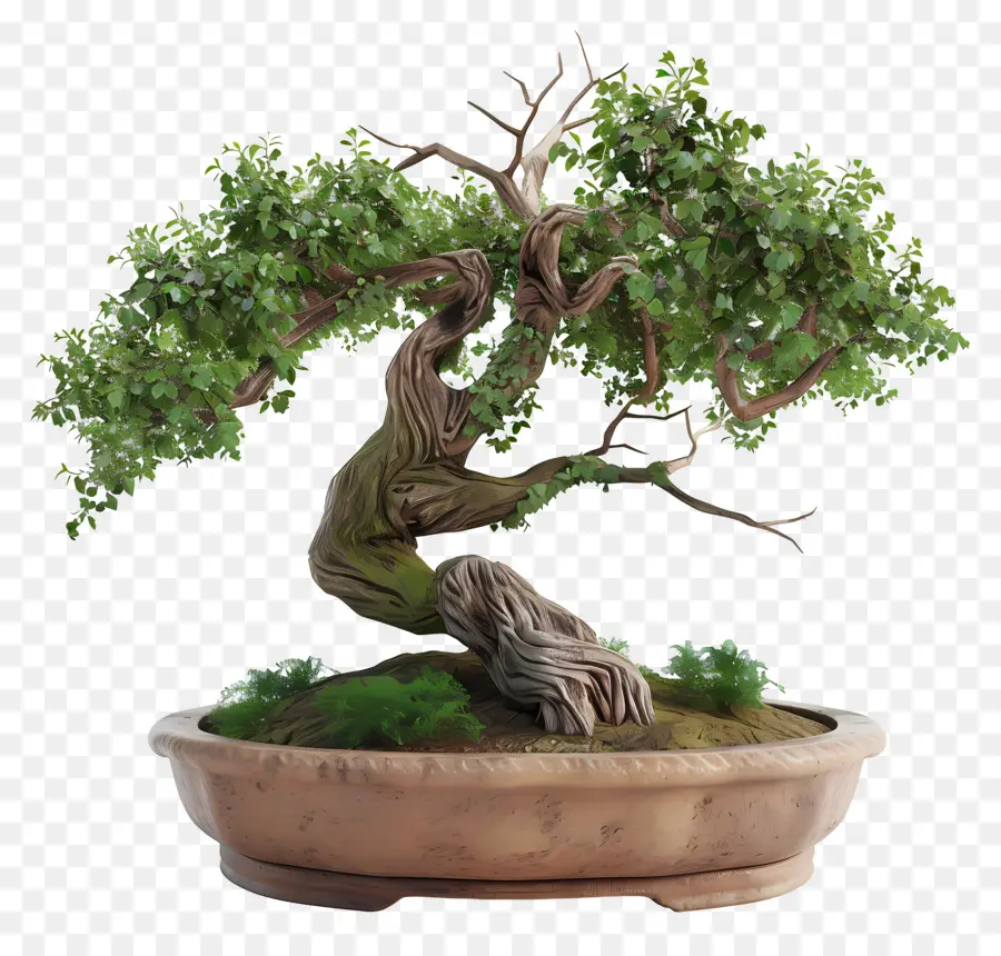 Pohon Bonsai，Árvore Bonsai PNG