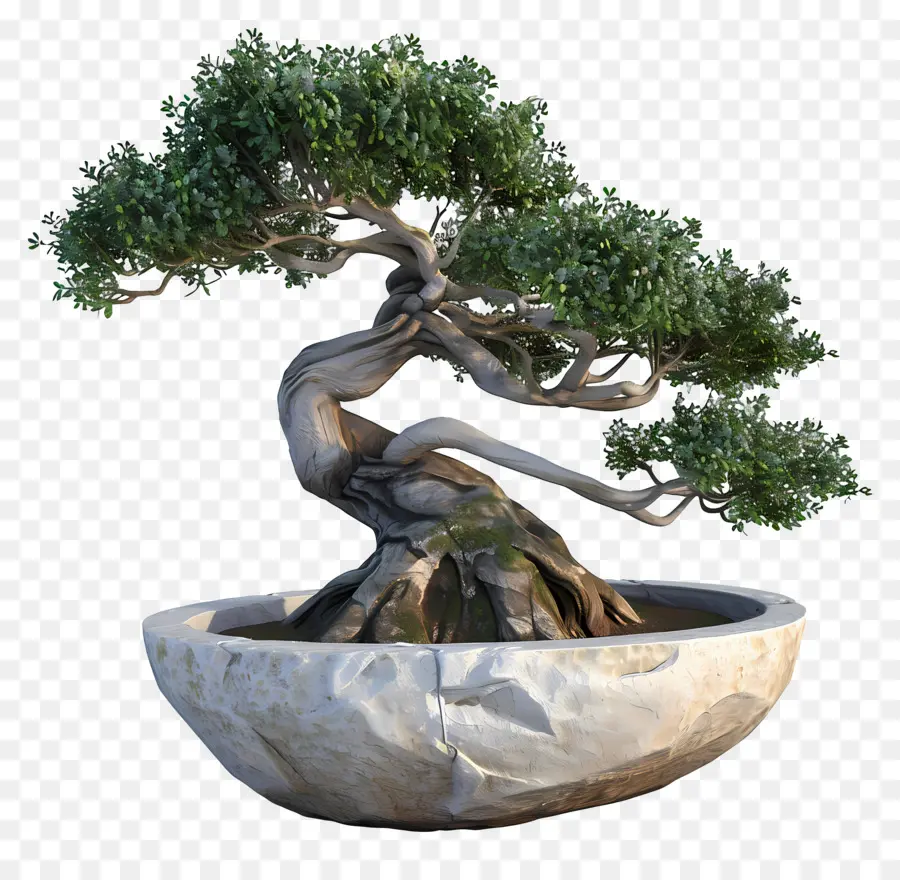 Pohon Bonsai，Árvore Bonsai PNG