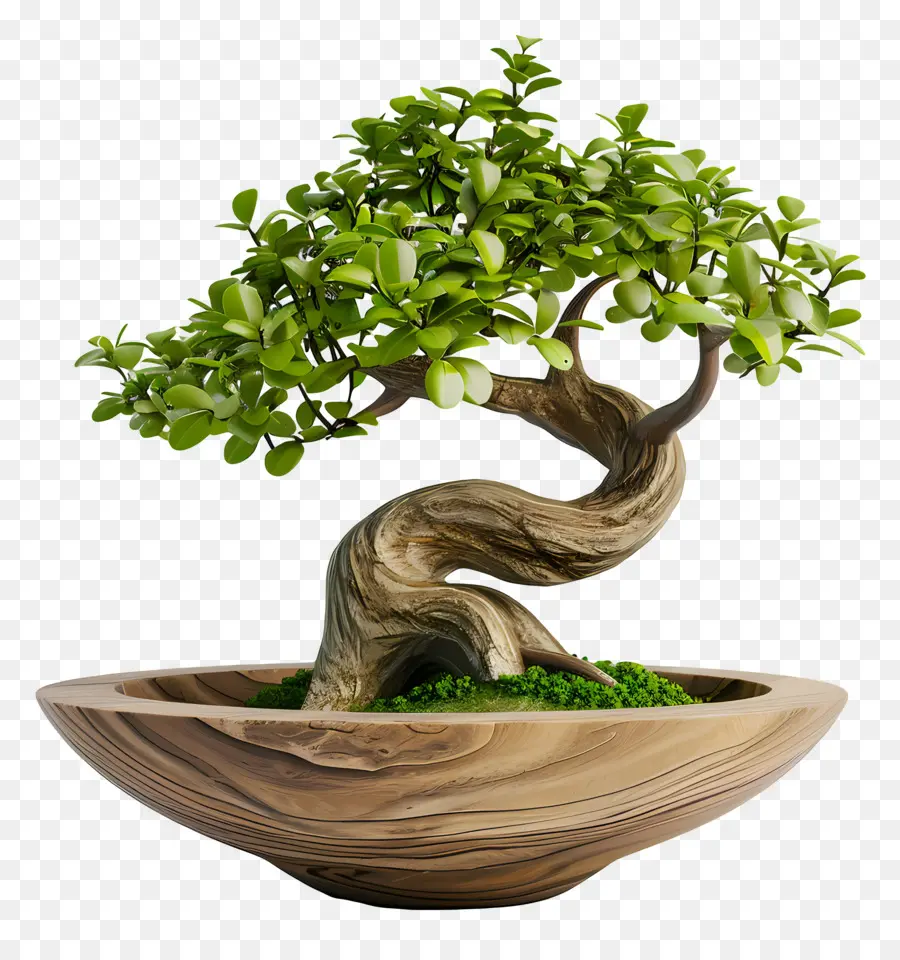 Pohon Bonsai，Árvore Bonsai PNG