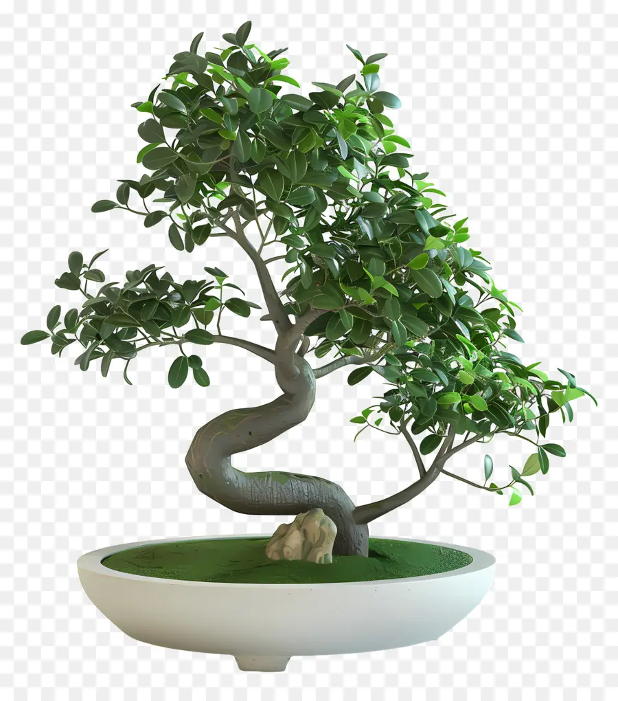 Ficus Bonsai，Árvore Bonsai PNG