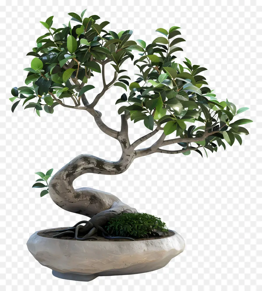 Ficus Bonsai，Árvore Bonsai PNG