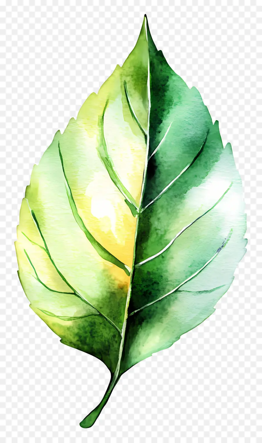 Folha Aquarela，Folha Verde PNG