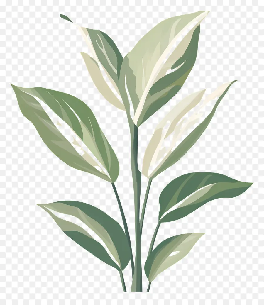 Planta Verde，Natureza PNG