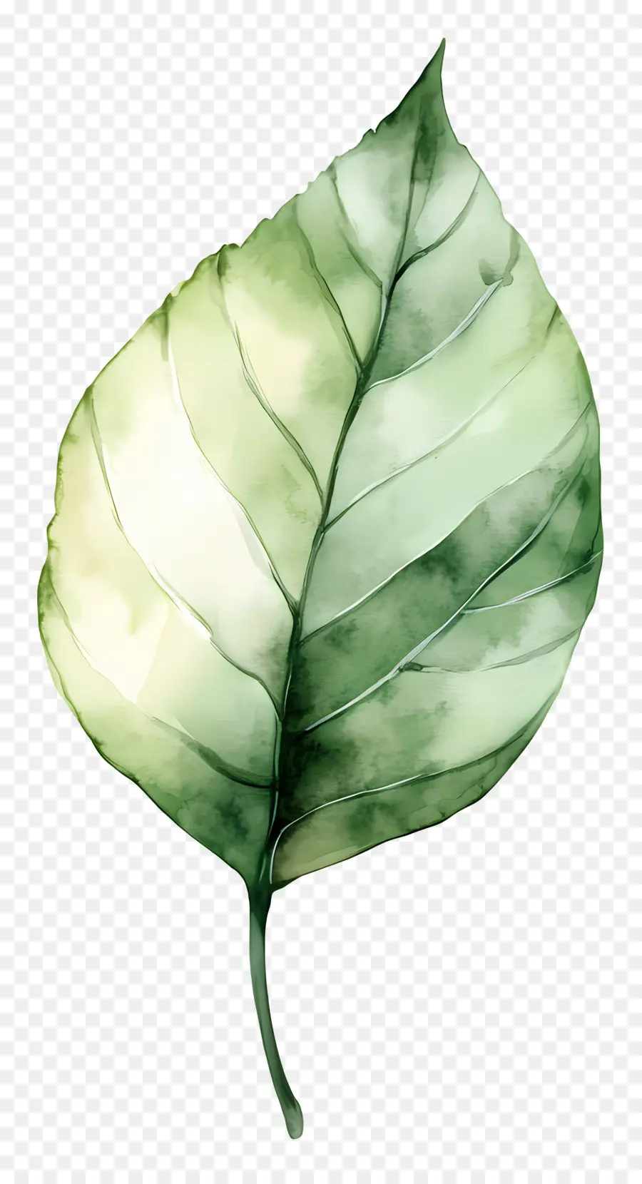 Folha Aquarela，Folha Verde PNG