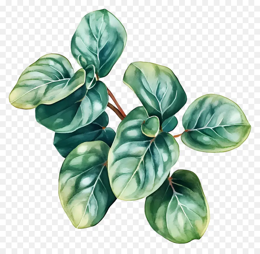 Folha Aquarela，Planta Verde PNG