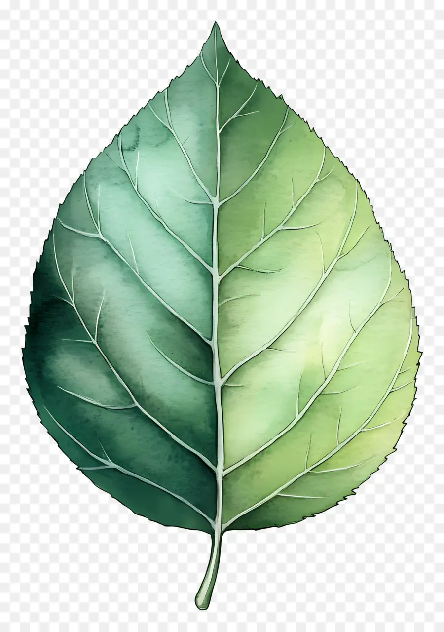 Folha Aquarela，Folha Verde PNG