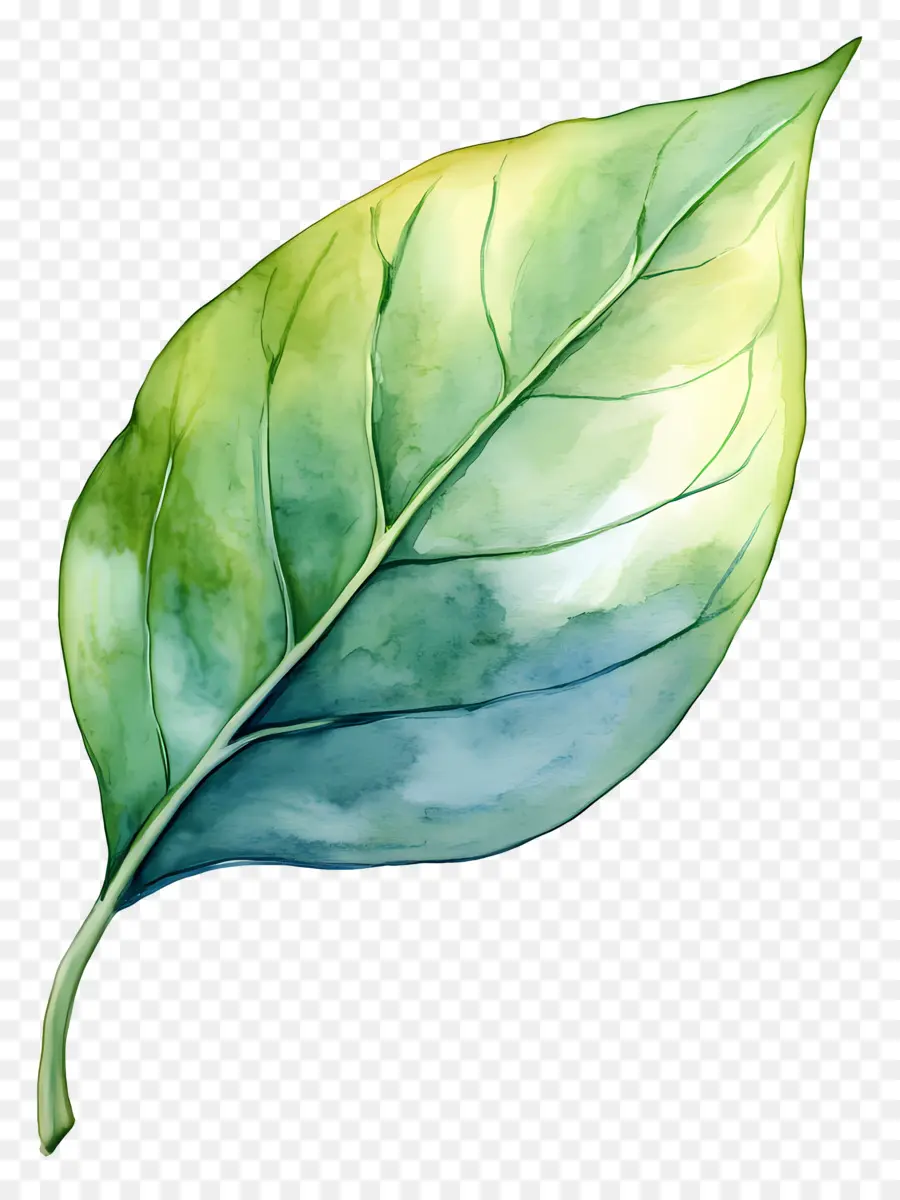 Folha Aquarela，Folha Verde PNG